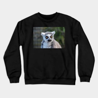 Ring Tailed Lemur Crewneck Sweatshirt